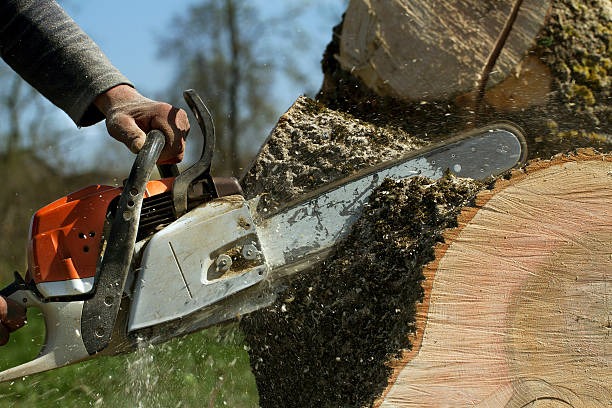 Residential Tree Removal in Wixom, MI